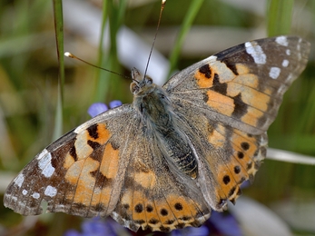 Painted lady
