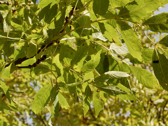 Leaves of a healthy ash tree
