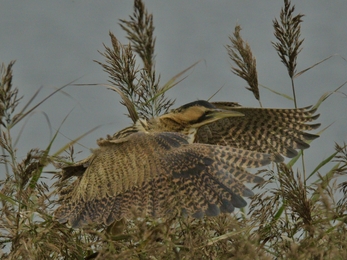 Bittern