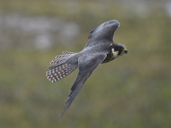 Hobby