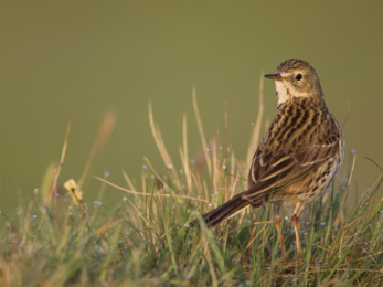 Meadow pipit Mark Hamblin 20/20Vision