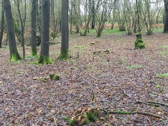 Trico trial area