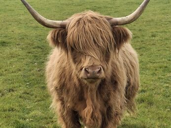 Highland