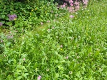 A view of tall grass with many wildflowers