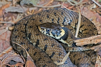 Grass snake in leaves