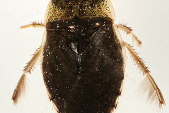Saucer Bug