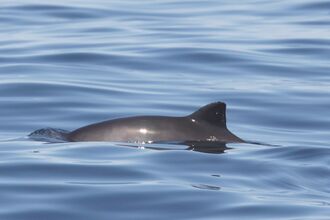 Harbour Porpoise