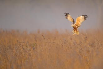 Marsh Harrier - Andrew Parkinson/2020VISION