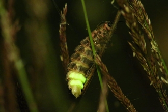 Glow worms at Cherry Hinton Chalk Pits - c.Chris Loades