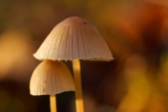 Fungi