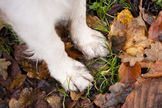 Dog walk (c) Katrina Martin / 2020VISION