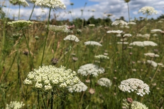 Wild carrot on Cambourne NR by Rebecca Neal