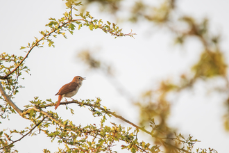 A nightingale, perched on branches in early morning sunlight, singing