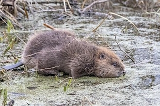 Image of a beaver in reeds. 