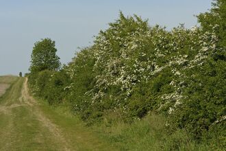 Hedge