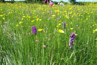 Meadow