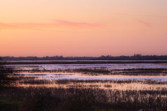 Wetlands