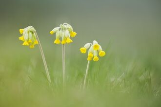 Cowslips by Guy Edwardes 2020VISION