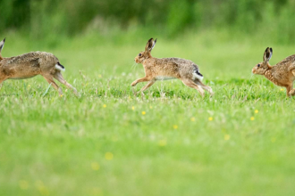 Three Hares running along a field