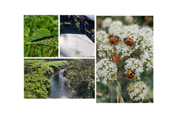 nature photos
