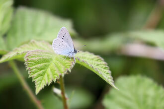 Small Blue Butterfly