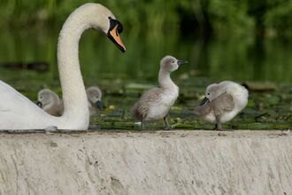An adult swan with cygnets.