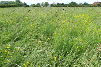 White Mills Meadows