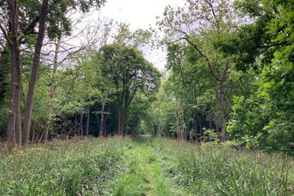 Woodland ride
