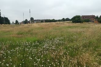 An urban meadow with tall grasses and wildflowers