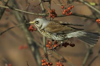 Fieldfare (Turdus pilaris), perched on branch with rowan berries