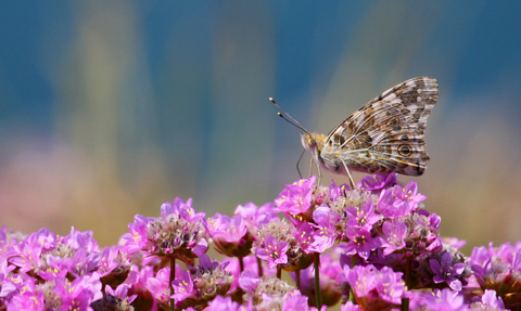 Painted lady butterfly 