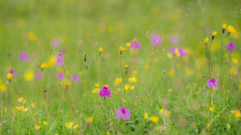 Pyramidal Orchid at Barnack Hills and Holes NNR 