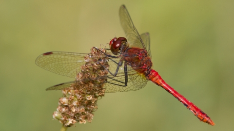 Ruddy Darter