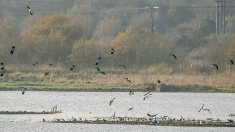 Image of lapwing flying over a lake