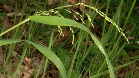Grass