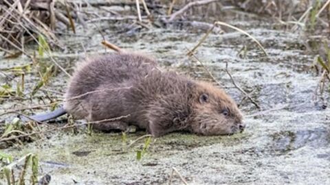 Beaver on lakes edge. 