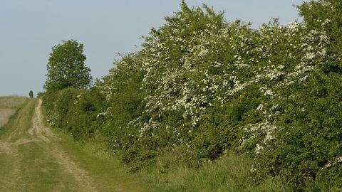 Hedge