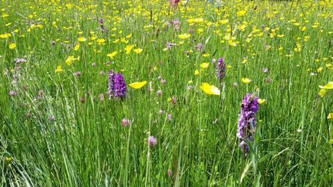 Meadow