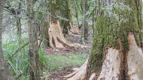 beaver signs