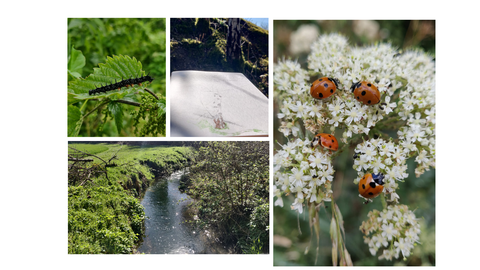 nature photos