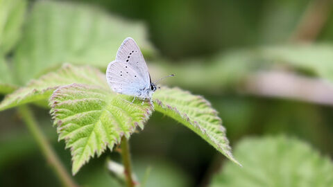 Small Blue Butterfly