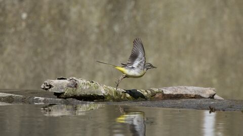 A Grey Wagtail just taking off from a log in water, and reflected in the surface of the water