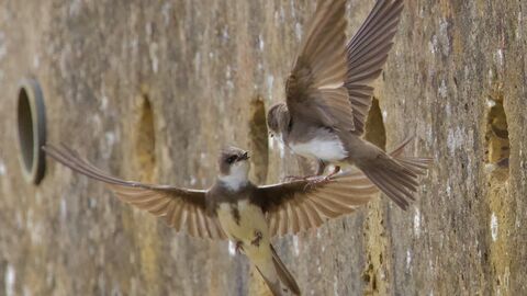 Two Sand Martins in flight, in front of a Sand Martin nesting bank
