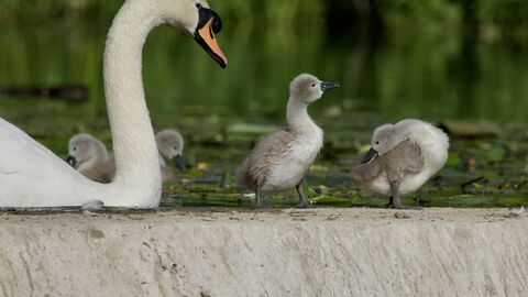 An adult swan with cygnets.