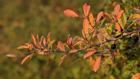 autumn light on blackthorn leaves by Rebecca Neal