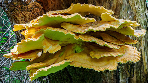 Chicken of the Woods