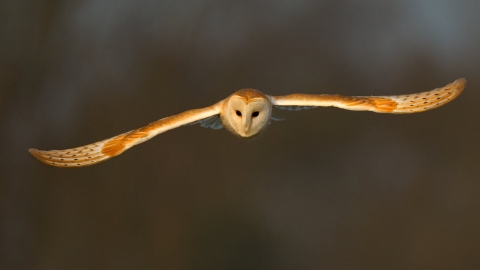 Barn Owl, UK