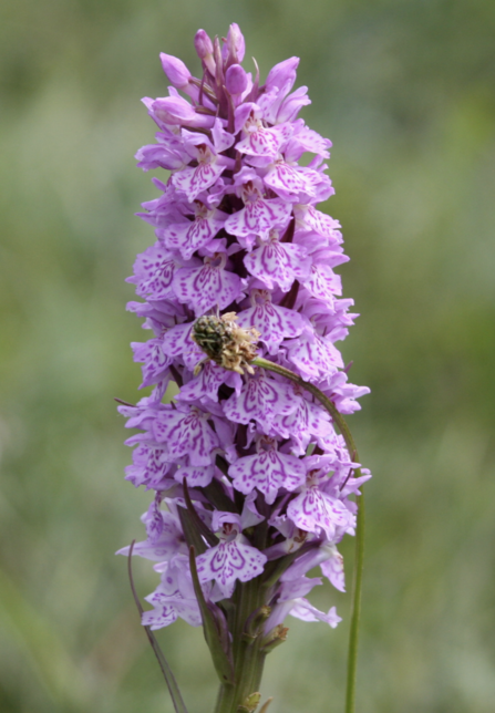 Fulbourn Fen marsh orchid by Luca Patriccioli