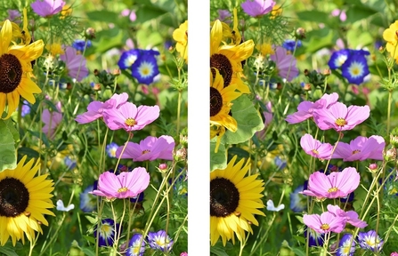 Spot the 5 differences - meadow flowers