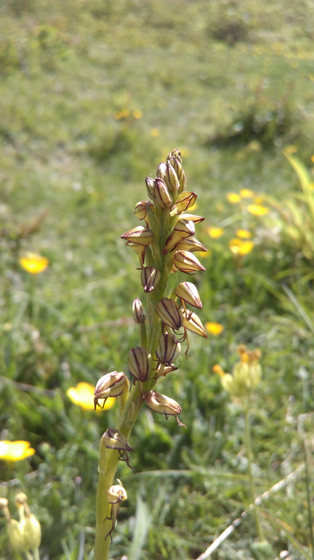 Man orchids out in flower at Totternhoe